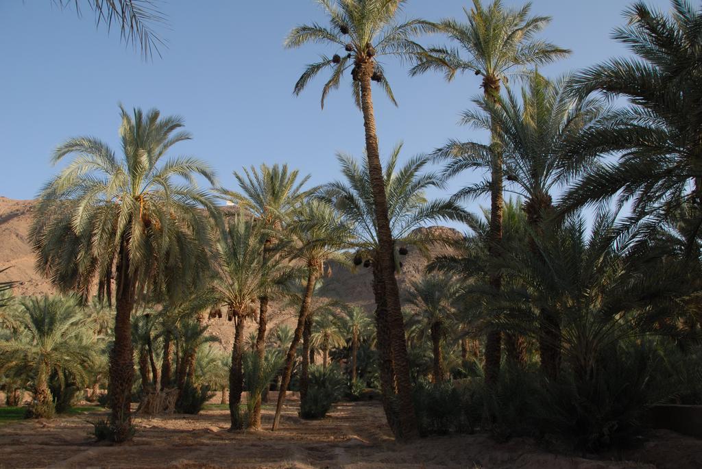 Villa Zagora Ma Villa Au Sahara Buitenkant foto