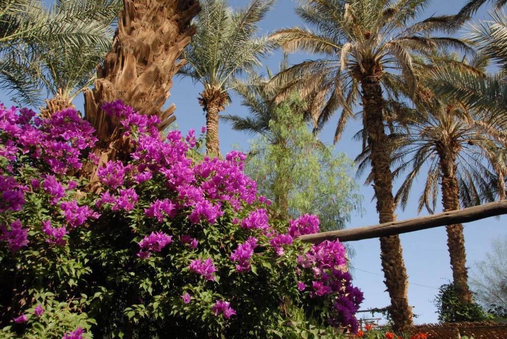 Villa Zagora Ma Villa Au Sahara Buitenkant foto