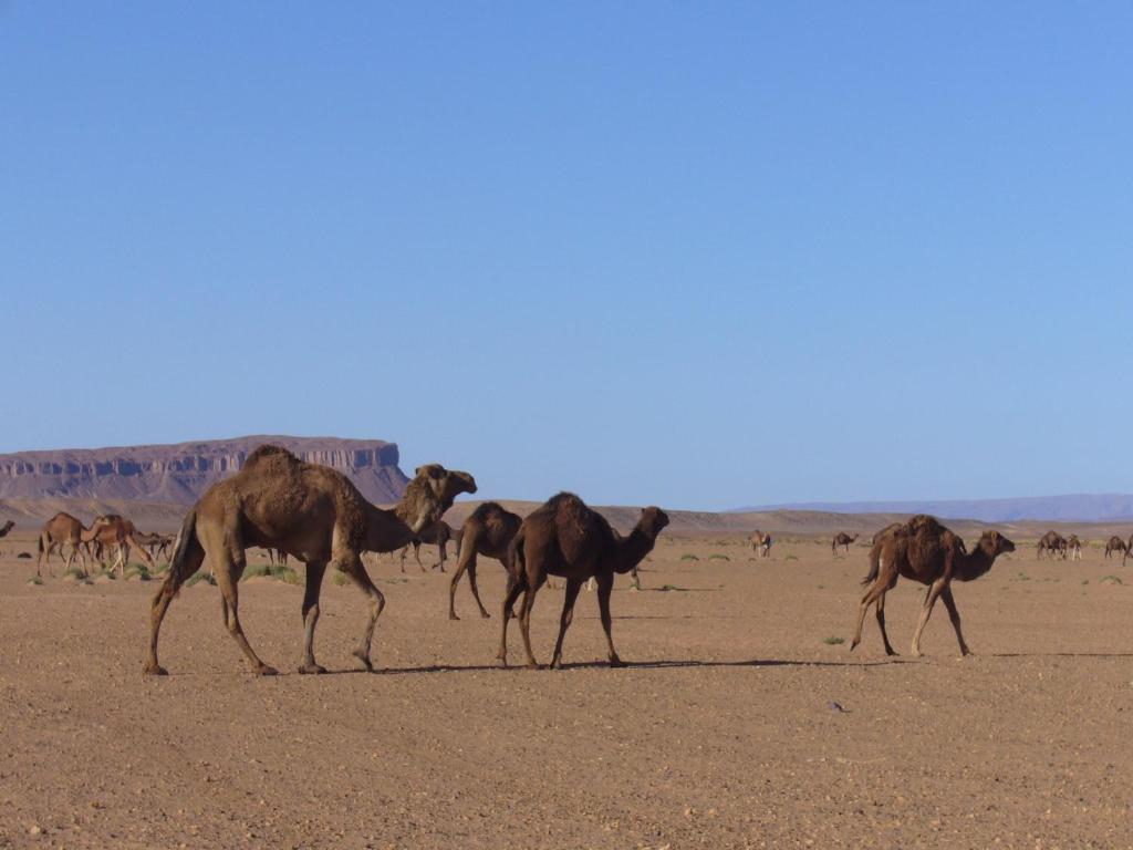 Villa Zagora Ma Villa Au Sahara Buitenkant foto